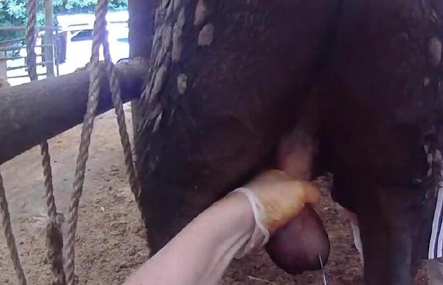 人阉割公牛全过程,竟生拉硬拽,最后还用上了这个工具