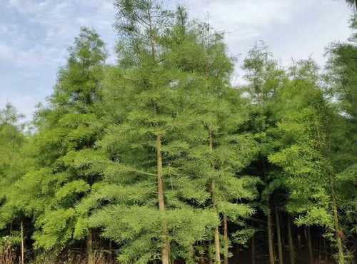 0/株 杉树水杉树池杉树落羽杉树苗墨西哥落羽杉中山杉