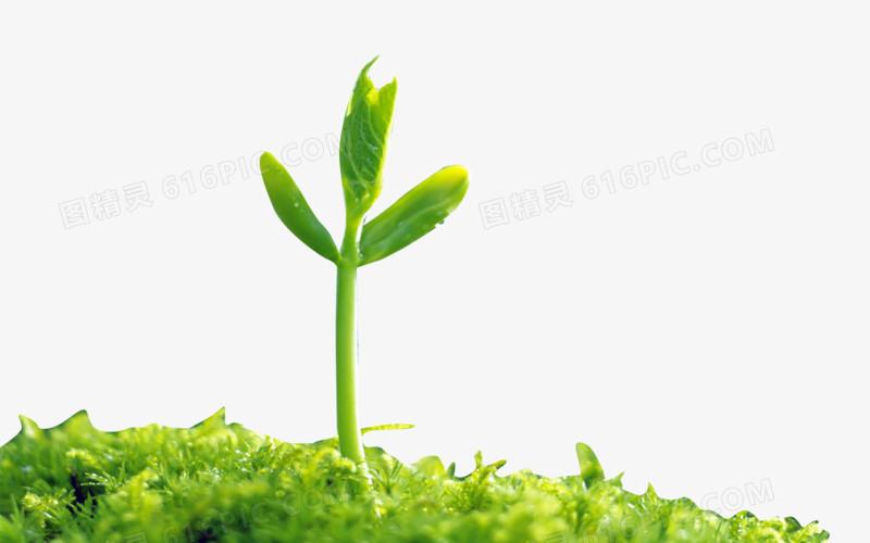 关键词:              绿色嫩芽新生