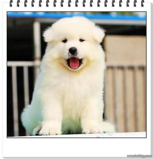笑脸迎人的健康大型犬萨摩耶