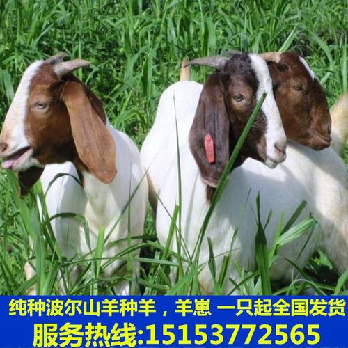 纯种杜泊绵羊纯种黑头杜泊绵羊活体杜泊种公羊杜泊小羊羔怀孕母羊