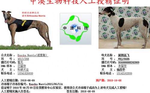 杨中华的格力犬种母展翅高飞使用科研犬业的格力犬种公诺里斯人工授精