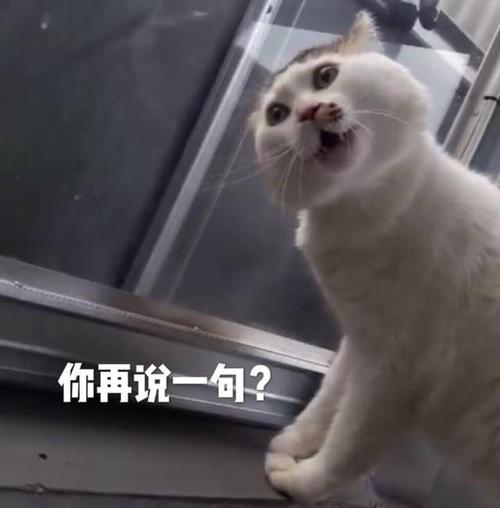 别问,问就是表情包(问就是多图)