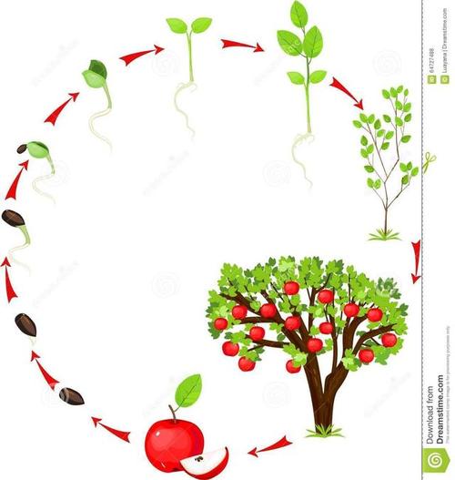 一棵苹果树会能给果农带来多少效益?还是要看它的生命