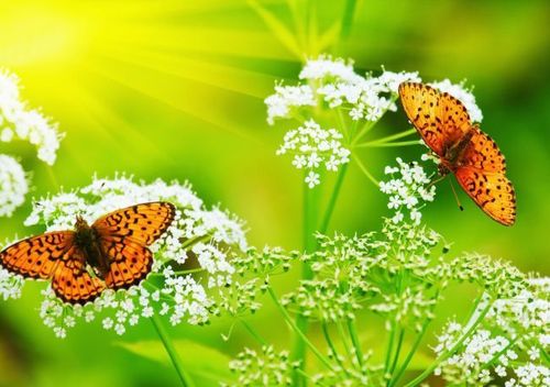 《两只蝴蝶》翩翩飞,飞越红尘永相随