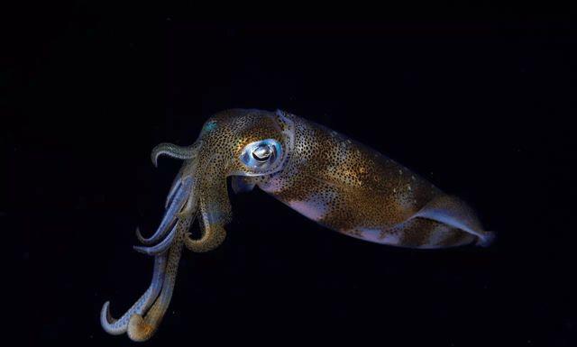 海洋中最善于伪装自己的智者—乌贼,其聪明程度能媲美海豚