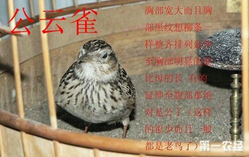 云雀鸟怎么分公母云雀分公母最简单方法
