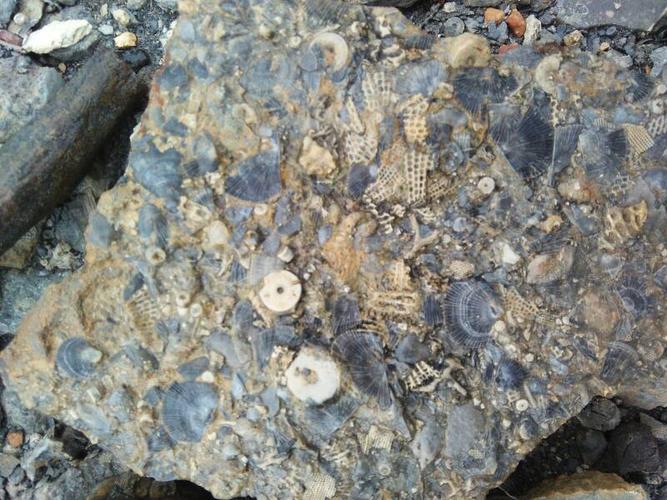 这是海洋生物化石吗?