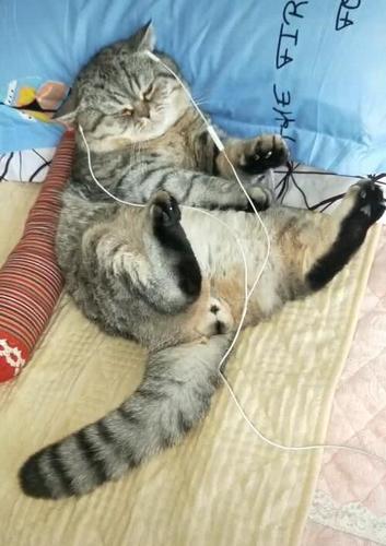猫咪听音乐瘫软在角落,悠闲又肥肥,网友看后无法淡定