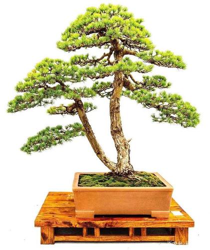 观叶类树木盆景为各风格,流派树木盆景