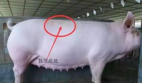 【猪博士】别被母猪的假怀孕骗了你的眼睛