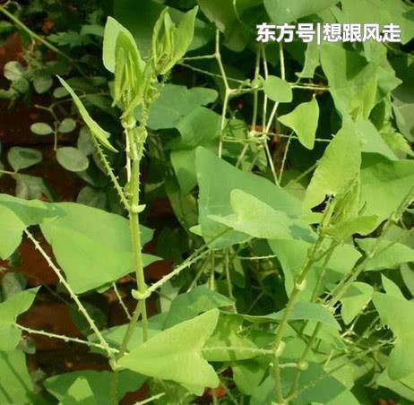 这种农村的野草,对蛇毒有奇效,被称为蛇看到都要后退的草