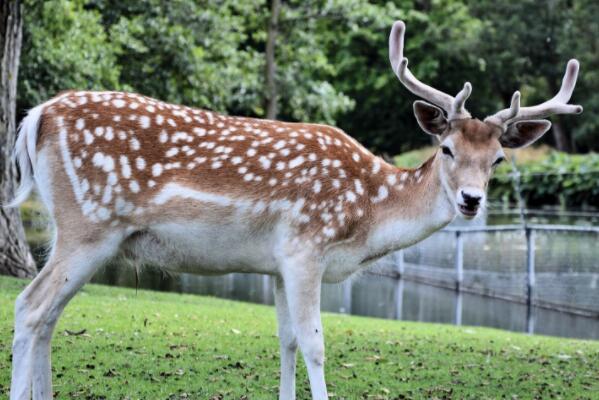 马鹿和梅花鹿有啥区别哪个好多少钱一只