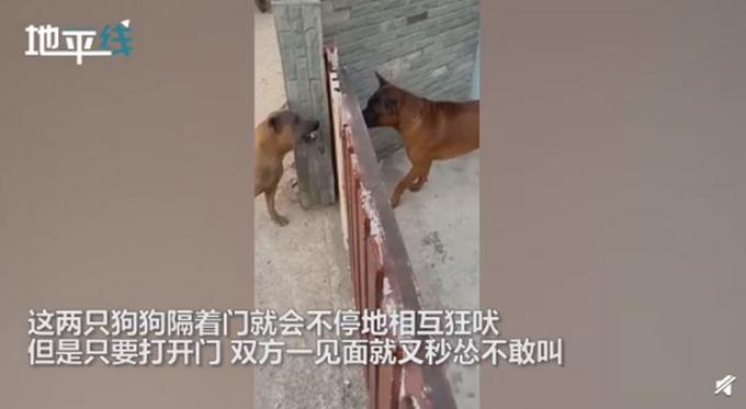 笑翻!两只狗子隔门表演一秒变脸:开门就变"怂"