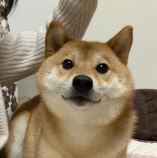 想要憨憨的柴犬头像