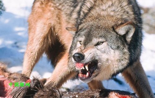 中国野生动物保护协会中国狼网_狼图展示_狼的捕猎—