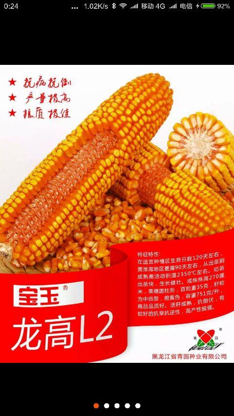 龙高l2玉米品种怎么样?