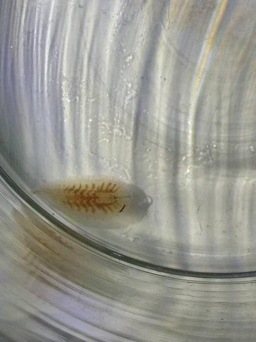 清理鱼缸底下发现的虫子,白色的扁扁的宽宽的,一端是尖的,好像是头部