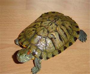 巴西龟彩龟乌龟活体宠物龟 黄金龟 巴西龟招财龟11-13cm 大量批发