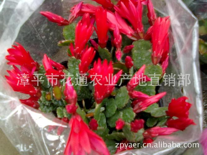 产地直销观花花卉蟹爪兰 三月红