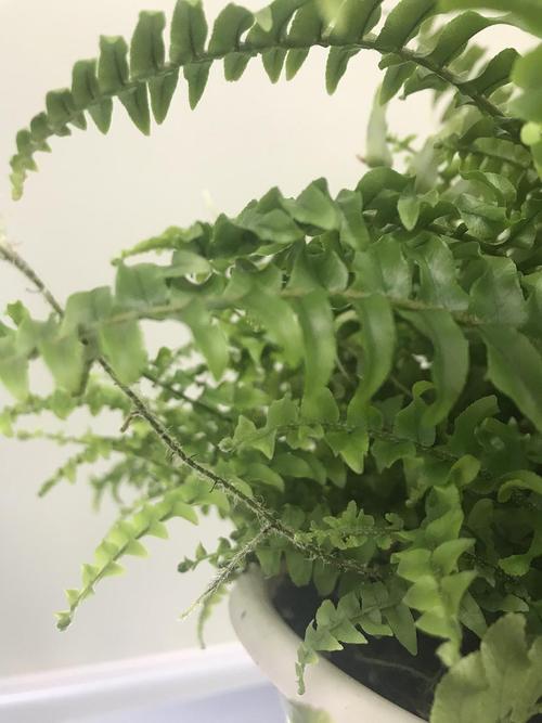 波士顿蕨的这些小须须是做什么用的