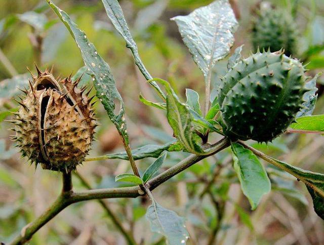 曼陀罗的果实,有坚硬尖刺