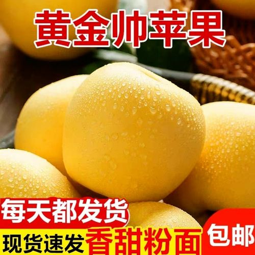 甘肃黄元帅苹果新鲜金帅粉苹果 当季水果青苹果5/10斤