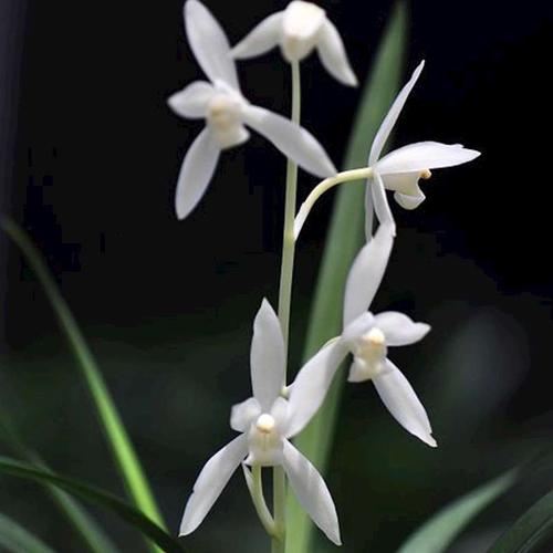 名贵兰花苗无尘建兰雪白白花新款四季庭院绿色植物花卉