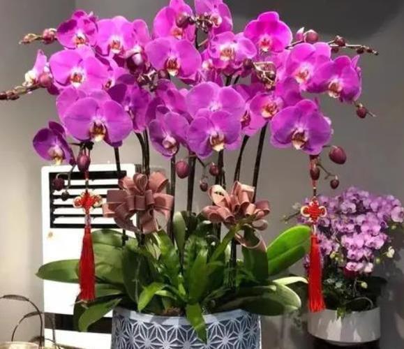 手把手教你养蝴蝶兰方法简单实用不烂根长势好开花又多又美