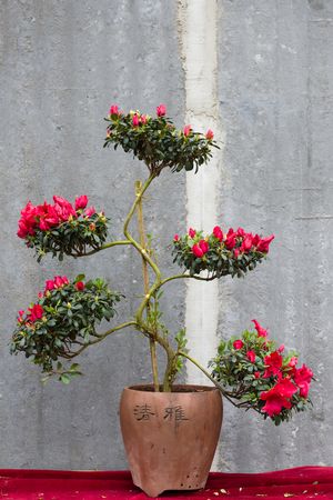 杜鹃花盆景造型