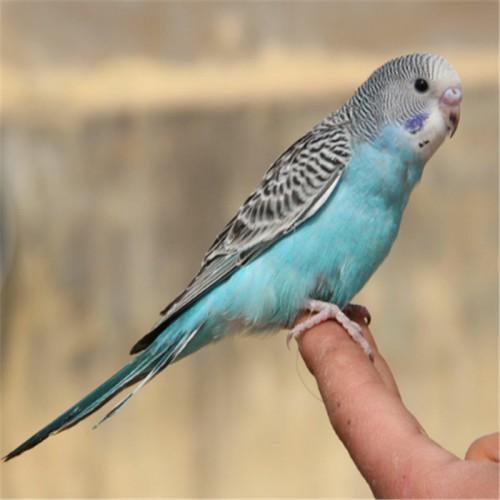 (宠爱趣宠物 虎皮鹦鹉)