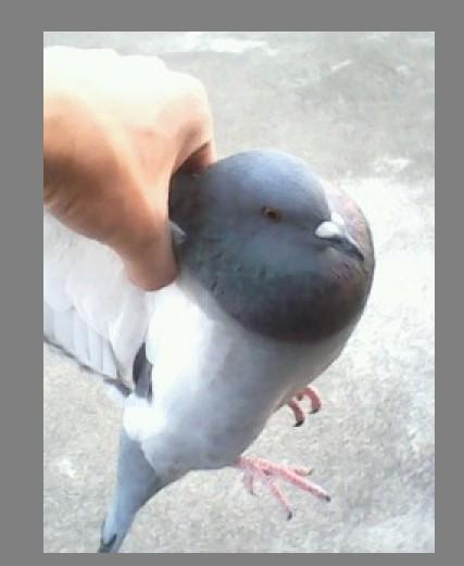 鸽子公母怎么分辨