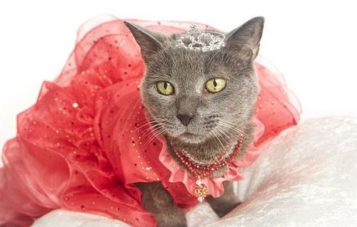 美国摄影师为爱猫庆生 小灰猫化身小公主