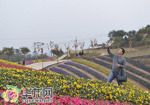 主城最近的花海迷人眼 钟情古路盛世花都