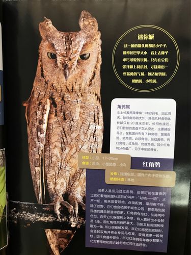 来自博物文创的天然歪猫头鹰01模型_文创_national