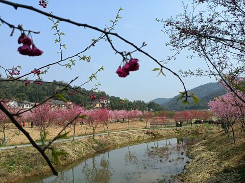醉美湘潭七星村200亩樱花争相怒放
