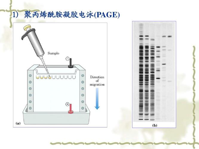 与还原性聚丙烯酰胺凝胶电泳的结果对比,可以分析蛋白质单体间借二硫