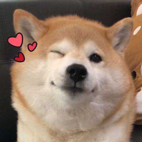 你们有哪些可爱的狗狗表情包吗