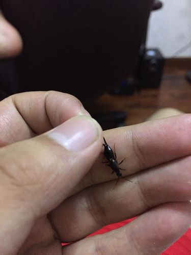   按默认排序|2条回答  2 分钟前 |十六级 这是蠼螋的一种.