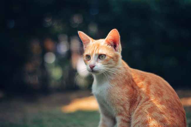 猫的不同叫声代表什么?你都知道吗?|母猫|公猫|猫咪