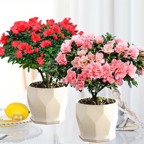 四季杜鹃花最新优惠券