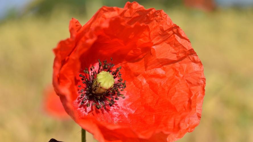 高清罂粟花图片(3/13)