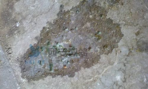 【鸽问】拍卖回来鸽子水便,绿便,黄粘便,竹节便咋办?