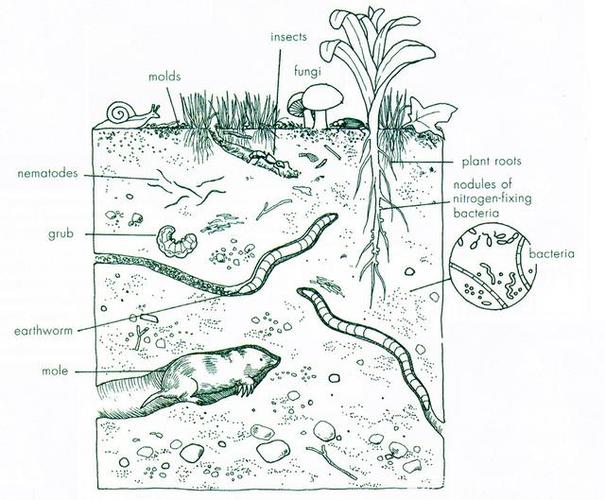 有机肥混入土壤有什么好处?