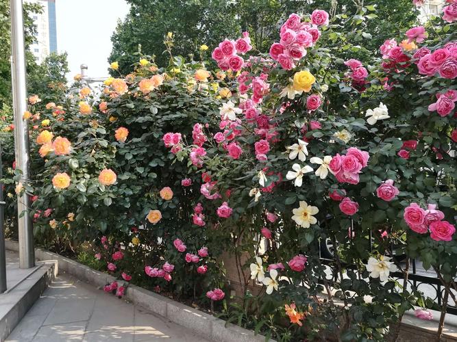 争香斗艳月季花