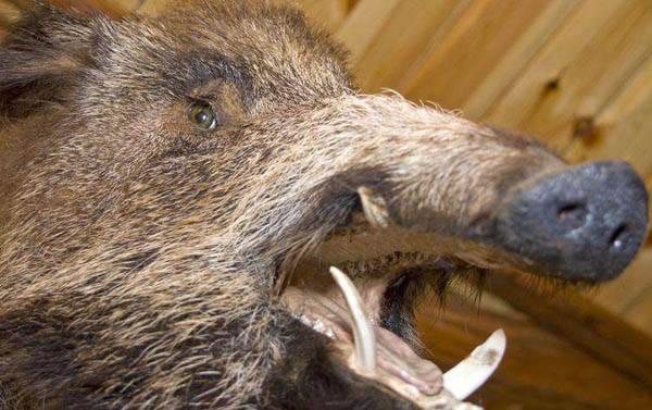 野猪出没!平山陈卜沟村玉米地被"扫荡"