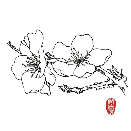 【线描桃花】前几日的桃花系列整理. | 画师彡水