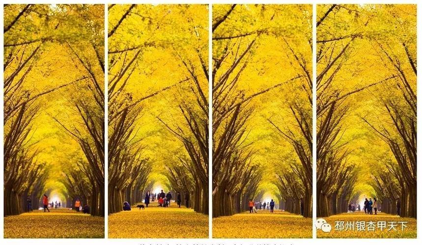 接着赴银杏"时光隧道"来一场"穿越"之旅 06