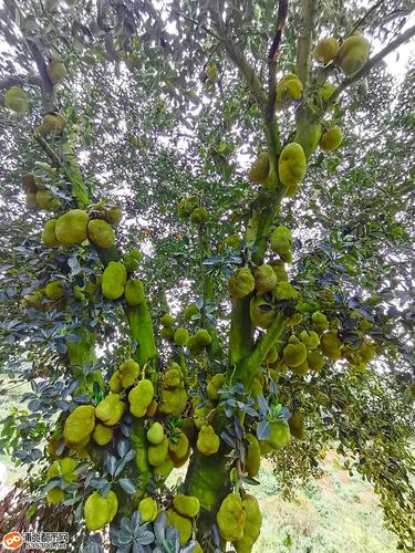 木菠萝,浦北县,浦北