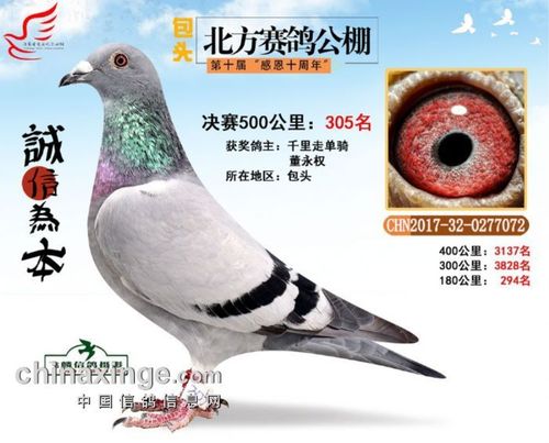 内蒙包头北方赛鸽公棚决赛305